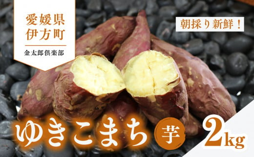 【先行予約】新品種ゆきこまち　生芋（2kg）生芋 サツマイモ さつまいも いも　※2024年11月～2025年1月頃に順次発送予定 1250580 - 愛媛県伊方町