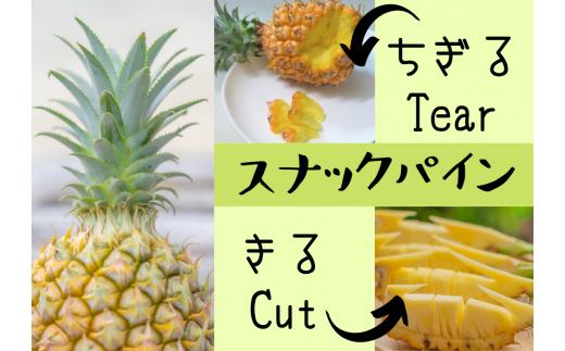 2024年5月中旬発送開始予定 『ちぎって食べる！？』スナックパイン★香り高く酸味が少ない★黄金色した甘～いパイン★スナックパイン3㎏（3～5個）