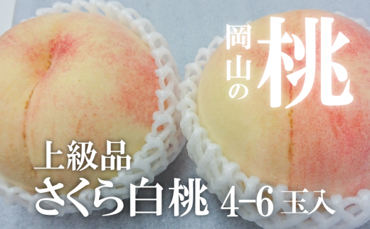 KF-A010【きよとう】岡山県産しっかりとした果肉が美味しい、さくら白桃（上級品）4-6玉入 389022 - 岡山県真庭市
