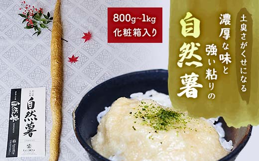[先行受付9月上旬〜順次]土臭さがくせになる濃厚な味と強い粘りの自然薯 800g〜1kg化粧箱入り