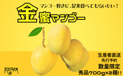 【2024年 先行予約 数量限定】マンゴー好きに食べてもらいたい！金蜜マンゴー 秀品700g×2箱 生産者直送 1254320 - 沖縄県名護市