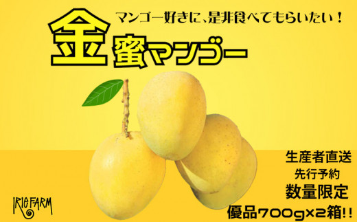 【2024年 先行予約 数量限定】マンゴー好きに食べてもらいたい！金蜜マンゴー 優品700g×2箱 生産者直送 1254323 - 沖縄県名護市