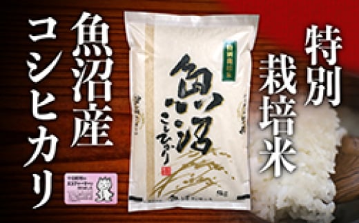 【2024年度産】魚沼産特別栽培米コシヒカリ　10kg 503273 - 新潟県十日町市