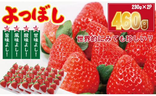 【先行予約（１月から順次出荷）】 佐賀県産いちご「よつぼし」（230g×2パック） しもむら農園 イチゴ 苺