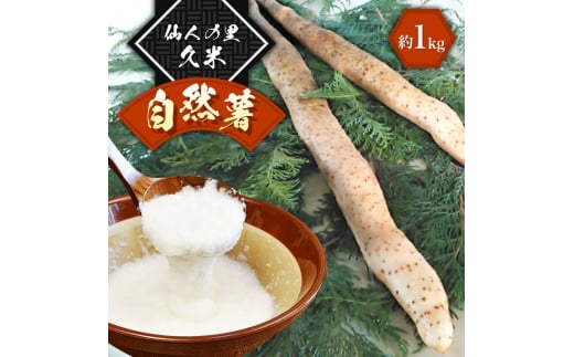 仙人の里・久米 自然薯 約1kg TY0-0520 315916 - 岡山県津山市