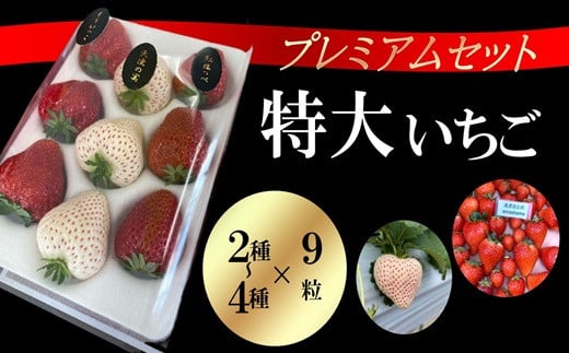 シエルファーム 特大いちご 9粒 プレミアム 食べ比べ / 特大 高級 いちご 苺