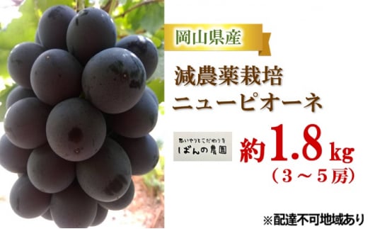 ぶどう 2025年 先行予約 ニュー ピオーネ 約1.8kg 3〜5房 減農薬栽培 ブドウ 葡萄 岡山県産 国産 フルーツ 果物 ギフト ばんの農園
