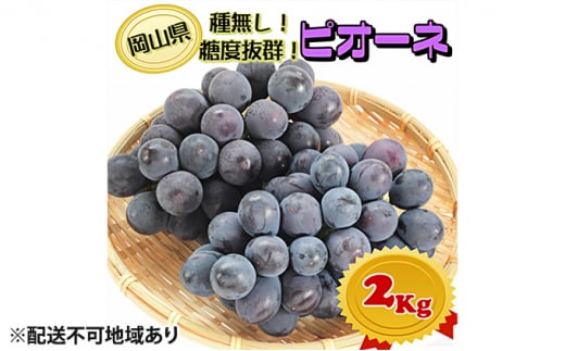 ぶどう 2025年 先行予約 ニュー ピオーネ[8月中旬〜順次発送分]約2kg(2房〜5房)秀品 糖度抜群! 種無し ブドウ 葡萄 岡山県産 国産 フルーツ 果物 ギフト