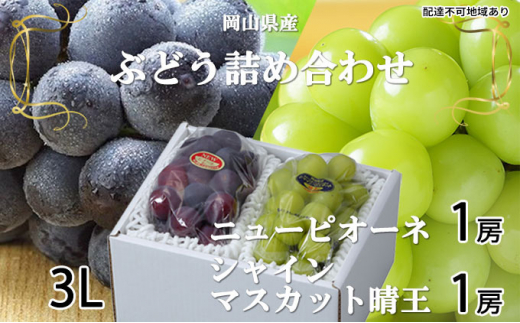 ぶどう 2026年 先行予約 ニュー ピオーネ 1房 約600g シャイン マスカット 晴王 1房 約600g（3Lサイズ）詰め合わせ 岡山県産 国産 フルーツ 果物 ギフト 大粒 種なし 高糖度 甘い セット 