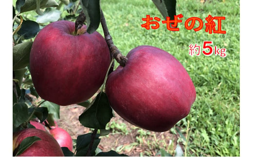【012-54】信州のりんご　おぜの紅　約5キロ 930184 - 長野県伊那市