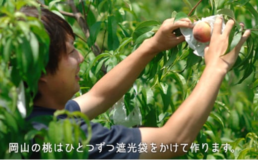 桃 2025年 先行予約 桃 早生種 約900g 3~4玉 もも モモ 岡山県 桃 2025年 先行予約 桃 早生種 約900g 3~4玉 もも モモ 岡山県