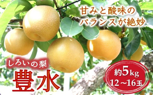 梨 豊水 5kg 12～16玉 千葉県 白井市 しろいの梨 予約受付