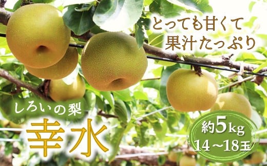 梨 幸水 5kg 14～18玉 千葉県 白井市 しろいの梨 予約受付