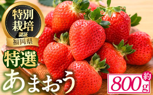 ＜予約受付中！2024年12月中旬より順次発送予定＞特選あまおう(約800g)  苺 いちご イチゴ 国産 福岡県 果物 フルーツ ヨーグルト ジャム スムージー 冷蔵 特別栽培＜離島配送不可＞【ksg1319】【うるう農園】 1110078 - 福岡県春日市