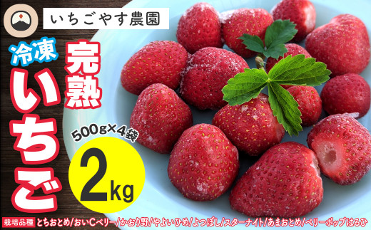 冷凍 完熟いちご２kg（500g×4袋）／いちごやす農園 1275032 - 千葉県富津市