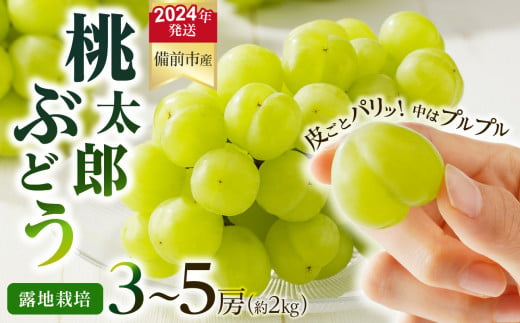 【2024年発送】岡山県備前市産　樹上完熟「桃太郎ぶどう」（露地栽培）約2kg