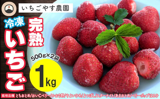 冷凍 完熟いちご１kg（500g×2袋）／いちごやす農園 1271205 - 千葉県富津市