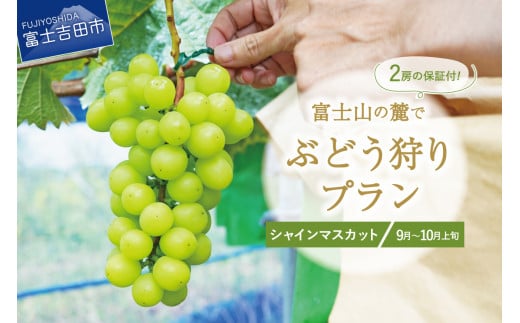 富士吉田市産　ブドウ狩りプラン(シャインマスカット)  ぶどう 葡萄 体験 収穫 フルーツ狩り 果物狩り フルーツ 果物 シャイン シャインマスカット 収穫体験 
