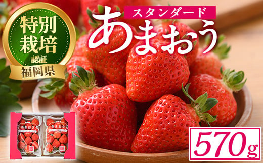 ＜予約受付中！2024年12月中旬より順次発送予定＞うるう農園のスタンダードあまおう(計570g・285g×2P)  苺 いちご イチゴ 果物 フルーツ 国産 福岡県 ヨーグルト ジャム スムージー 冷蔵 特別栽培＜離島配送不可＞【ksg1218】【うるう農園】 885825 - 福岡県春日市