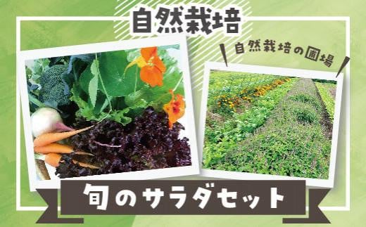 自然栽培 旬のサラダセット 約1kg 774090 - 鳥取県琴浦町