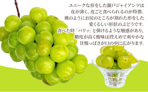 ぶどう 2025年 先行予約 瀬戸 ジャイアンツ 2房（1房480g以上）約1kg 化粧箱入り ブドウ 葡萄 岡山県産 国産 フルーツ 果物 ギフト  [№5735-1473] - 岡山県瀬戸内市｜ふるさとチョイス - ふるさと納税サイト