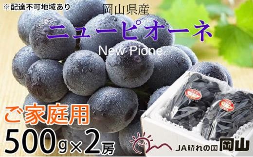 ぶどう 2024年 先行予約 ご家庭用 ニュー ピオーネ 約500g×2房 ブドウ 葡萄  岡山県産 国産 フルーツ 果物[No.5220-1477] 937461 - 岡山県岡山市