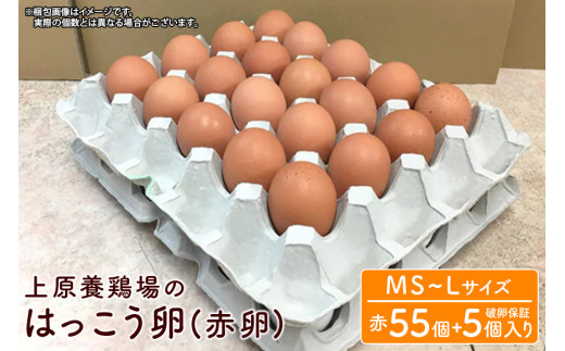 上原養鶏場のはっこう卵(赤卵）MS~Lサイズ 55個+破卵保障5個 985690 - 沖縄県糸満市