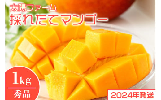 【2024年発送】太陽ファームの採れたてマンゴー1kg（秀品） 538378 - 沖縄県糸満市
