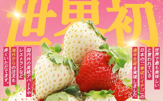 【北海道産】ゆきいちご（白いちご）ゆきぼたん 2Pセット 250g×2 計500g