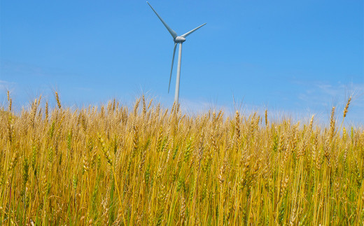 風車と小麦畑の写真
