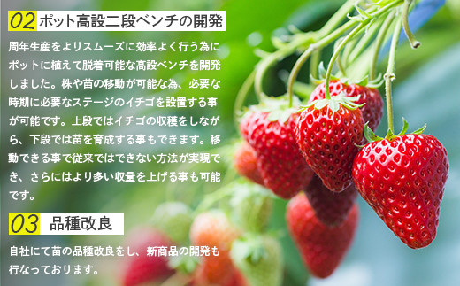 【北海道産】ゆきいちご（白いちご）ゆきぼたん 2Pセット 250g×2 計500g