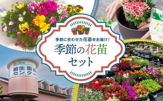 【通年受付】季節の花苗セット（10～16ポット） 449686 - 兵庫県相生市