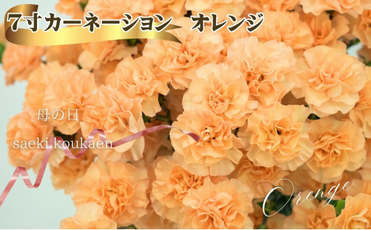 7寸カーネーション　オレンジ 母の日 ギフト 花 フラワー  1283898 - 香川県観音寺市