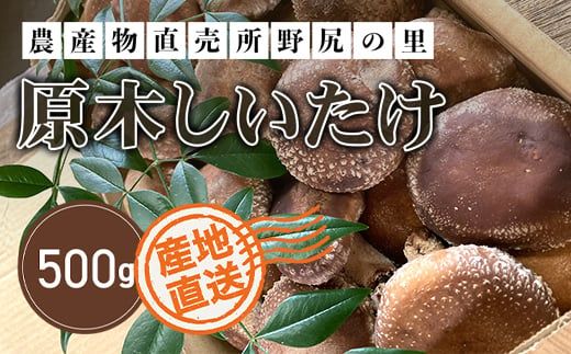 【先行予約】原木しいたけ【500ｇ】 ※数量限定  ANAR004 / しいたけ シイタケ 椎茸  野菜 きのこ キノコ 茸 数量限定 冬の味覚 国産 群馬県産 先行予約 961712 - 群馬県安中市