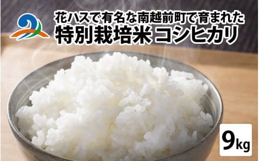令和5年度産 特別栽培米 コシヒカリ 9kg  961242 - 福井県南越前町