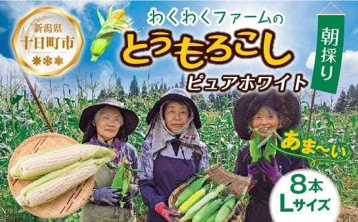 ｜先行予約受付｜令和7年産 朝採れ とうもろこし ピュアホワイト Lサイズ 8本 甘い 国産 トウモロコシ 白 産地直送 新鮮 フレッシュ コーン 農園 野菜 農作物 わくわくファーム 送料無料 986815 - 新潟県十日町市