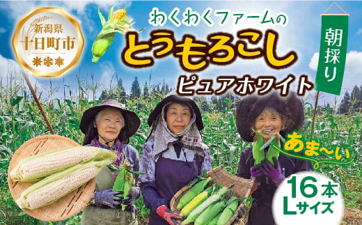 ｜先行予約受付｜ 令和7年産 朝採れ とうもろこし ピュアホワイト Lサイズ 16本 甘い 国産 トウモロコシ 産地直送 新鮮 フレッシュ コーン 農園 野菜 農作物 わくわくファーム 送料無料 986814 - 新潟県十日町市