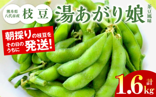 【先行予約】 熊本県八代市産枝豆 [湯あがり娘（茶豆風味）] 1.6kg