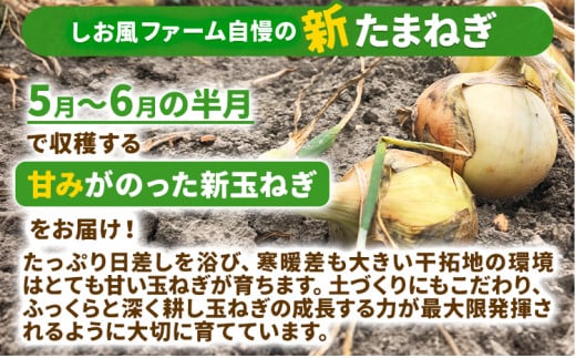 岡山県笠岡市のふるさと納税 【2025年先行予約】 しお風新たまねぎ 約10kg 2025年発送 先行予約《5月下旬-6月上旬頃出荷》 玉ねぎ 新たまねぎ 玉葱 たまねぎ 新玉 野菜 青果物 岡山県 笠岡市