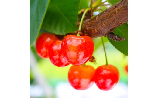 《先行予約》2025年 山形県産 さくらんぼ 紅秀峰  1kg(500g×2)  バラ詰め(パック) 特秀 2L以上 2025年6月下旬から順次発送 F20A-528