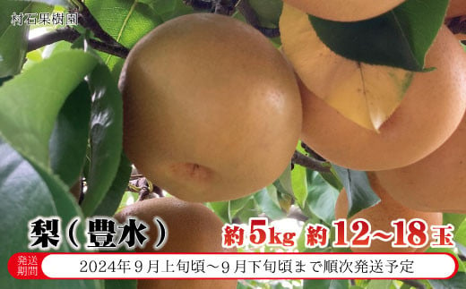 [No.5657-2535]梨（豊水）約5kg（約12～18玉）《村石果樹園》■2024年発送■※9月上旬頃～9月下旬頃まで順次発送予定 1060100 - 長野県須坂市