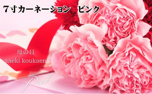 7寸カーネーション　ピンク 母の日ギフト 花 フラワー 1225918 - 香川県観音寺市