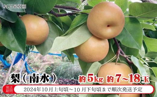 [No.5657-2740]梨（南水）約5kg（約7～18玉）《村石果樹園》■2024年発送■※10月上旬頃～10月下旬頃まで順次発送予定 1060279 - 長野県須坂市