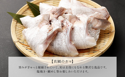 熊本県産真鯛の詰め合わせ【Firesh®】 3種 セット 合計11パック