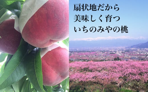 「いちのみや」地区は日本一の生産量を誇る笛吹市でも扇状地の肥沃な大地で桃が美味しく美味しく育つことで有名なブランド地区です。