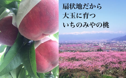 「いちのみや」地区は日本一の生産量を誇る笛吹市でも扇状地の肥沃な大地で桃が美味しく大玉に育つことで有名なブランド地区です。