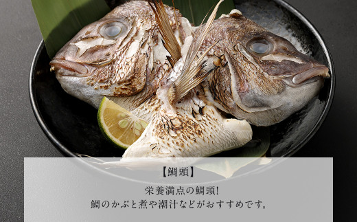 熊本県産真鯛の西京漬け5パック＋熊本県産真鯛の切り身5パック+鯛頭4個【Firesh®】