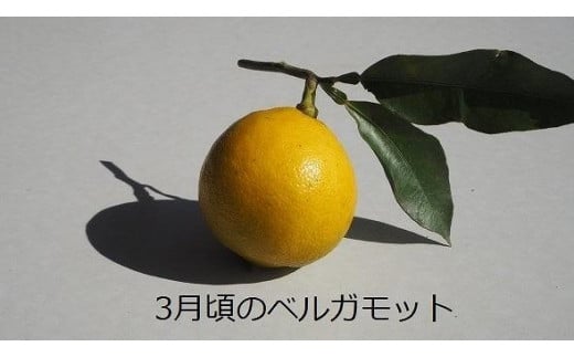 【摘みたてのアールグレイの香り】小豆島産有機JAS認証ベルガモット　1kg　国産では唯一の有機JAS認証　無農薬、防腐剤不使用　香水のような香りを楽しむ　国産オーガニックフルーツで小豆島の農家を応援！　木成りの果実を注文を受けてから手摘みで収穫するから香りをキープ　紅茶やカクテルに最適 1288922 - 香川県小豆島町