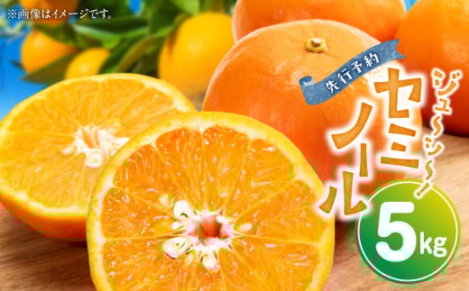 ZP6011n_とってもジューシー！ セミノール 5kg【ミカン 蜜柑 春みかん 柑橘 オレンジ】
