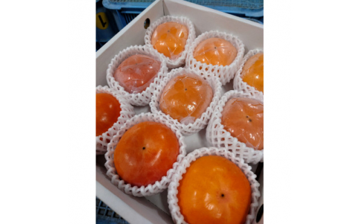 柿の食べ比べセット　9個入り(2L～3L)【1392507】 874007 - 和歌山県橋本市